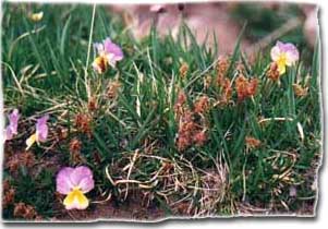 Fleur des alpes